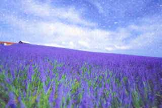 illustration,material,free,landscape,picture,painting,color pencil,crayon,drawing,One lavender, lavender, flower garden, Bluish violet, Herb