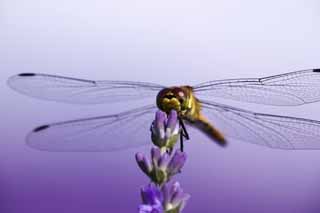 Foto, materiell, befreit, Landschaft, Bild, hat Foto auf Lager,Es ist eine Libelle zu einem Lavendel, Libelle, , , Feder