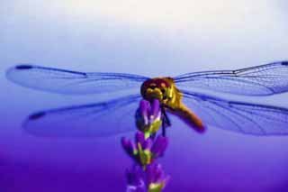 illustration,material,free,landscape,picture,painting,color pencil,crayon,drawing,It is a dragonfly to a lavender, dragonfly, , , feather