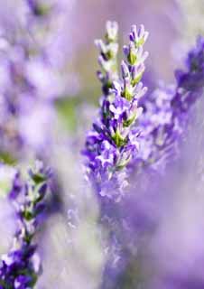 photo,material,free,landscape,picture,stock photo,Creative Commons,A lavender field, lavender, flower garden, Bluish violet, Herb