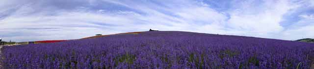 Foto, materieel, vrij, landschap, schilderstuk, bevoorraden foto,Lavendelblauwe veld gaaf bezichtiging, Lavendelblauw, Bloementuin, Blauwige viooltje, Kruid