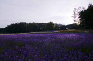 Foto, materiell, befreit, Landschaft, Bild, hat Foto auf Lager,Ein Lavendelfeld der Dmmerung, Lavendel, Blumengarten, Bluliches Violett, Herb