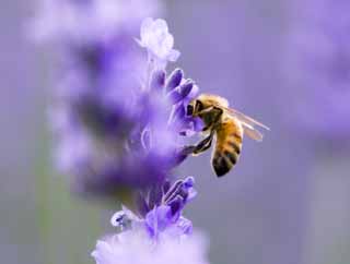 fotografia, material, livra, ajardine, imagine, proveja fotografia, uma abelha a uma lavanda, lavanda, , abelha, 