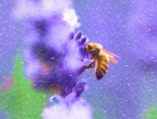 illust, matire, libre, paysage, image, le tableau, crayon de la couleur, colorie, en tirant,C'est une abeille  une lavande, lavande, , abeille, 