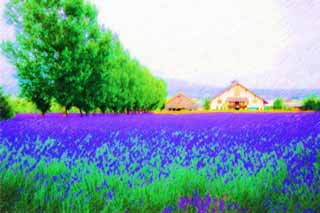 Illust, materieel, vrij, landschap, schilderstuk, schilderstuk, kleuren potlood, crayon, werkje,Een lavendelblauwe veld, Lavendelblauw, Bloementuin, Blauwige viooltje, Kruid