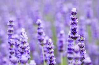 Foto, materieel, vrij, landschap, schilderstuk, bevoorraden foto,Een lavendelblauwe veld, Lavendelblauw, Bloementuin, Blauwige viooltje, Kruid