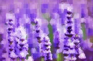 Illust, materieel, vrij, landschap, schilderstuk, schilderstuk, kleuren potlood, crayon, werkje,Een lavendelblauwe veld, Lavendelblauw, Bloementuin, Blauwige viooltje, Kruid