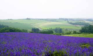photo, la matire, libre, amnage, dcrivez, photo de la rserve,Un champ lavande, lavande, jardin de la fleur, Violette bleutre, Herb