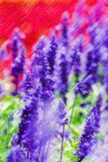 illustration,material,free,landscape,picture,painting,color pencil,crayon,drawing,A blue sage, lavender, flower garden, Bluish violet, Herb