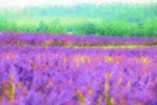 illust, matire, libre, paysage, image, le tableau, crayon de la couleur, colorie, en tirant,Un champ lavande, lavande, jardin de la fleur, Violette bleutre, Herb