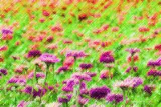 illustration,material,free,landscape,picture,painting,color pencil,crayon,drawing,A zinnia, zinnia, Purplish red, petal, flower