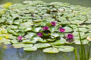 photo,material,free,landscape,picture,stock photo,Creative Commons,A water lily, , water lily, , 