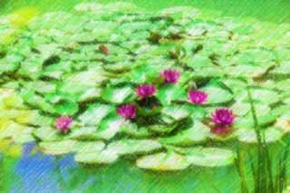 illustration,material,free,landscape,picture,painting,color pencil,crayon,drawing,A water lily, , water lily, , 
