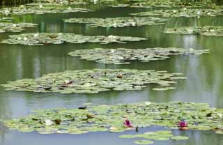 photo,material,free,landscape,picture,stock photo,Creative Commons,A pond of a water lily, , water lily, , 