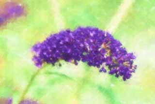illustration,material,free,landscape,picture,painting,color pencil,crayon,drawing,A buddleia, buddleia, FusBuddlejjaponica, Butterfly Bush, 