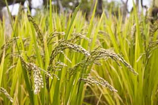 fotografia, material, livra, ajardine, imagine, proveja fotografia,Uma colheita de arroz, Arroz, , U.S.A., 