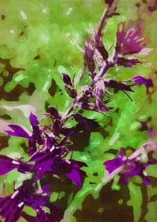 illustration,material,free,landscape,picture,painting,color pencil,crayon,drawing,A purple floret, purple flower, key point mi, , 