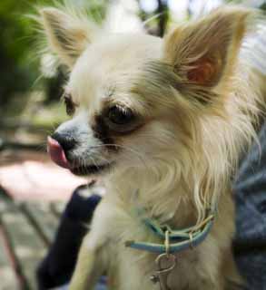 fotografia, materiale, libero il panorama, dipinga, fotografia di scorta,Chihuahua, cane, piccolo cane, , Chihuahua