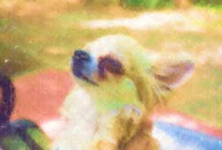illust, materiale, libero panorama, ritratto dipinto, matita di colore disegna a pastello, disegnando,L'emozione profonda di Chihuahua, cane, piccolo cane, , Chihuahua