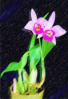 illust, , , , , ,  ,  , .,cattleya potted plant., cattleya, , orchid, 