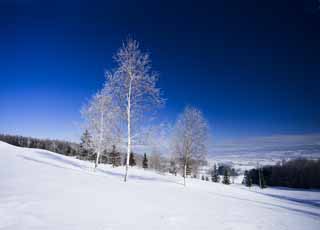 fotografia, materiale, libero il panorama, dipinga, fotografia di scorta,La brina su alberi ed un cielo blu, cielo blu, La brina su alberi, campo nevoso, frusta bianca