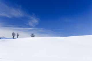 fotografia, material, livra, ajardine, imagine, proveja fotografia,Um campo nevado, campo nevado, montanha, rvore, cu azul