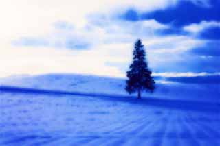 illust, materiale, libero panorama, ritratto dipinto, matita di colore disegna a pastello, disegnando,Un campo nevoso di un albero di Natale, campo nevoso, nube, albero, cielo blu