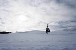 photo, la matire, libre, amnage, dcrivez, photo de la rserve,Un champ neigeux d'un sapin de Nol, champ neigeux, nuage, arbre, ciel bleu