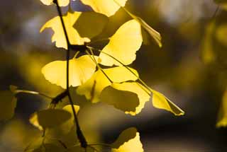 photo,material,free,landscape,picture,stock photo,Creative Commons,Yellow of a ginkgo, ginkgo, , , blue sky