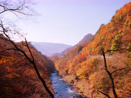 fotografia, materiale, libero il panorama, dipinga, fotografia di scorta,Valle di Agatsuma in autunno, foglie di autunno, , , 