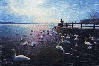 illustration,material,free,landscape,picture,painting,color pencil,crayon,drawing,Swan park in Tohfutsu lake, swan, gull, Lake toe Hutu, 