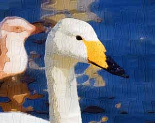illustration,material,free,landscape,picture,painting,color pencil,crayon,drawing,A whooper swan, swan, whooper swan, Lake toe Hutu, butterfly to vomit