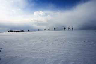 foto,tela,gratis,paisaje,fotografa,idea,Una colina de un cuento de hadas, rbol, Campo cubierto de nieve, Cielo azul, Nube