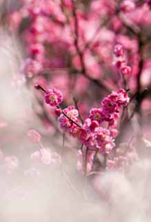 photo,material,free,landscape,picture,stock photo,Creative Commons,A plum is in full glory, Bear me, plum, , plum garden