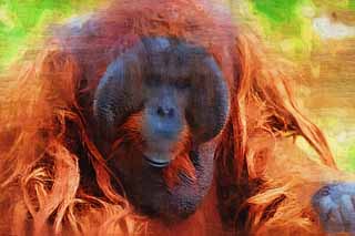 illust, materiale, libero panorama, ritratto dipinto, matita di colore disegna a pastello, disegnando,Un orangutan, , Un orangutan, Una scimmia antropoide, scimmia