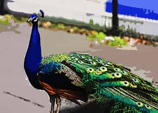 illustration,material,free,landscape,picture,painting,color pencil,crayon,drawing,A peacock, , peacock, , decoration feather