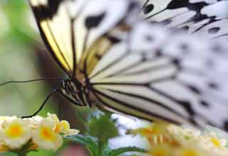 fotografia, material, livra, ajardine, imagine, proveja fotografia,Beleza de uma borboleta, borboleta, , , flor