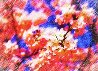 illust, material, livram, paisagem, quadro, pintura, lpis de cor, creiom, puxando,rvore de cereja flor cheia, rvore de cereja, , , Yoshino cereja rvore