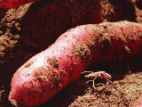 photo,material,free,landscape,picture,stock photo,Creative Commons,Beautiful sweet potato, soil, purple, root, potato