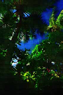 illust, materiale, libero panorama, ritratto dipinto, matita di colore disegna a pastello, disegnando,La giungla di paese meridionale, La giungla, foglia, albero, isola meridionale