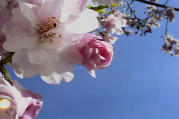 photo, la matire, libre, amnage, dcrivez, photo de la rserve,La cerise fleurit et un ciel bleu, , , , 