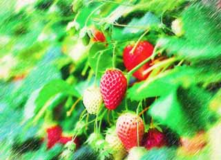 illustration,material,free,landscape,picture,painting,color pencil,crayon,drawing,Ishigaki strawberry, Fruit, strawberry, , 
