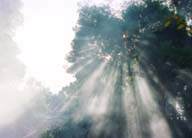 photo,material,free,landscape,picture,stock photo,Creative Commons,Sunlight filtering through smoke, mist, shadow, sun, tree