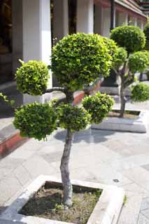 foto,tela,gratis,paisaje,fotografa,idea,Una planta de jardinera de Wat Suthat, Templo, Bonsais, Planta de jardinera, Bangkok