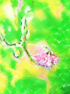 illustration,material,free,landscape,picture,painting,color pencil,crayon,drawing,A pink flower of Ayutthaya, Pink, set flower, Ayutthaya, 