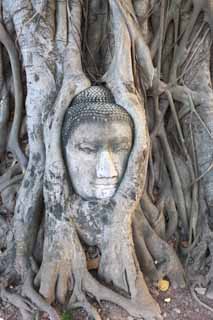 Foto, materieel, vrij, landschap, schilderstuk, bevoorraden foto,Een hersenen van Wat Phra Mahathat van De boeddha, Wereldwijd cultureel heritage, Boeddhisme, Hersenen van De boeddha, Ayutthaya verblijft