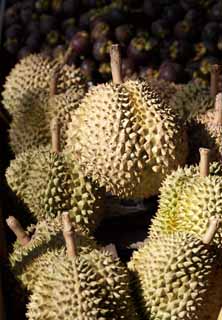 Foto, materiell, befreit, Landschaft, Bild, hat Foto auf Lager,Ein durian, Frucht, , durian, Geruch