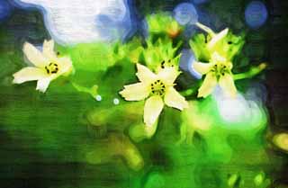 illustration,material,free,landscape,picture,painting,color pencil,crayon,drawing,A white flower, White, petal, Green, 