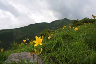 Foto, materiell, befreit, Landschaft, Bild, hat Foto auf Lager,Mt.Akanagi und eine Tageslilie, Gelb, Ich bin hnlich, und ein Kind wird und Lsungen ihm isoliert, Tageslilie, Nikko