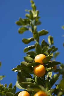 photo,material,free,landscape,picture,stock photo,Creative Commons,A kumquat, kumquat, , Citrus fruit, orange